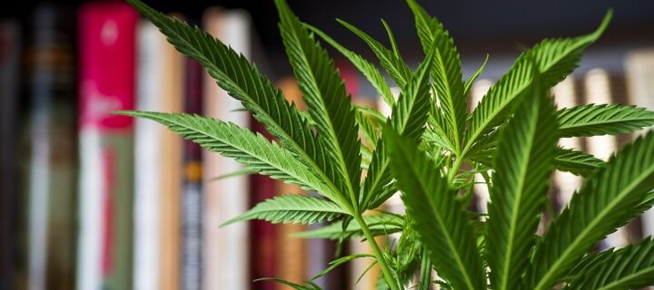 Cannabispflanze und Bücherregal im Hintergrund